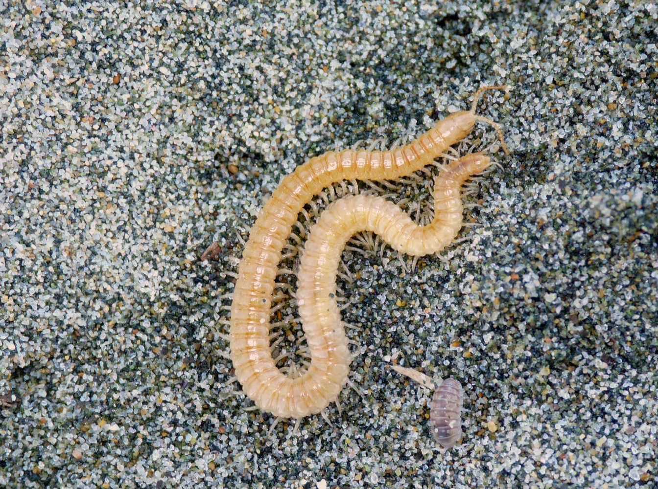 Geophilomorfo pallido
